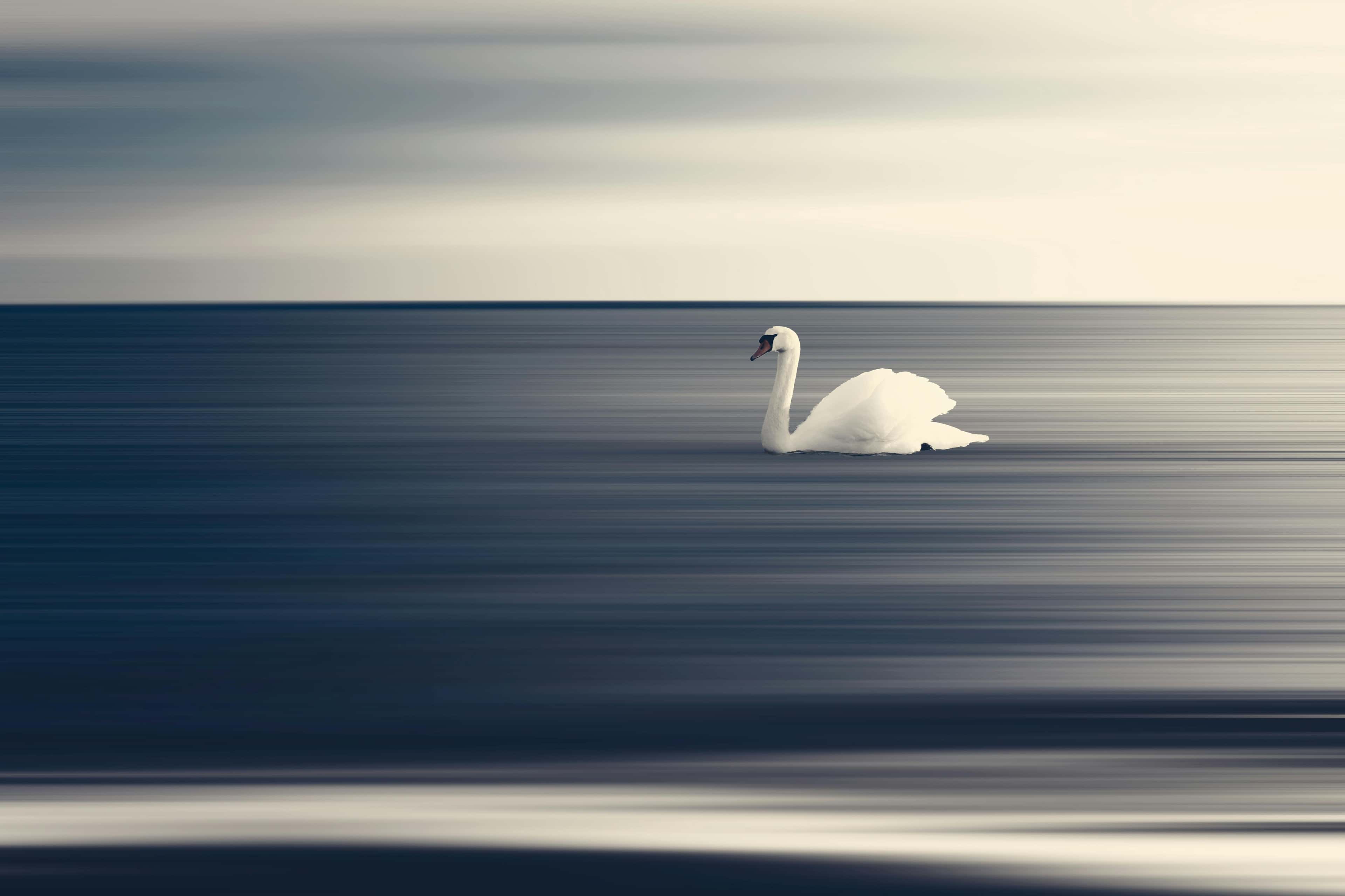 White Swan